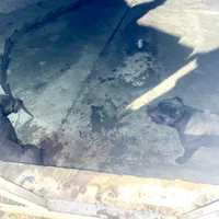 O femeie a fost atacată de 2 câini în zona Lacul Morii. Proprietarul, amendat în bătaie de joc - FOTO: Facebook/ ASPA București
