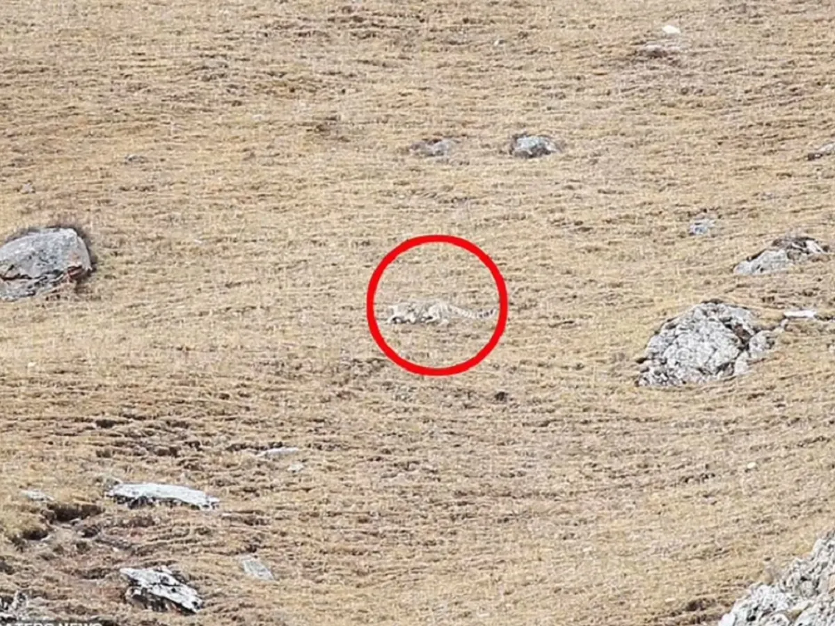 Leopard ascuns între stânci