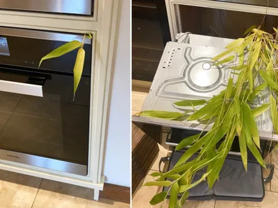 O plantă decorativă s-a răspândit necontrolat în casa unui pensionar Foto: telegraph.co.uk