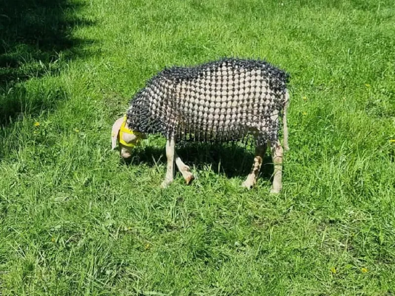 Oaie in &bdquo;armură&rdquo;