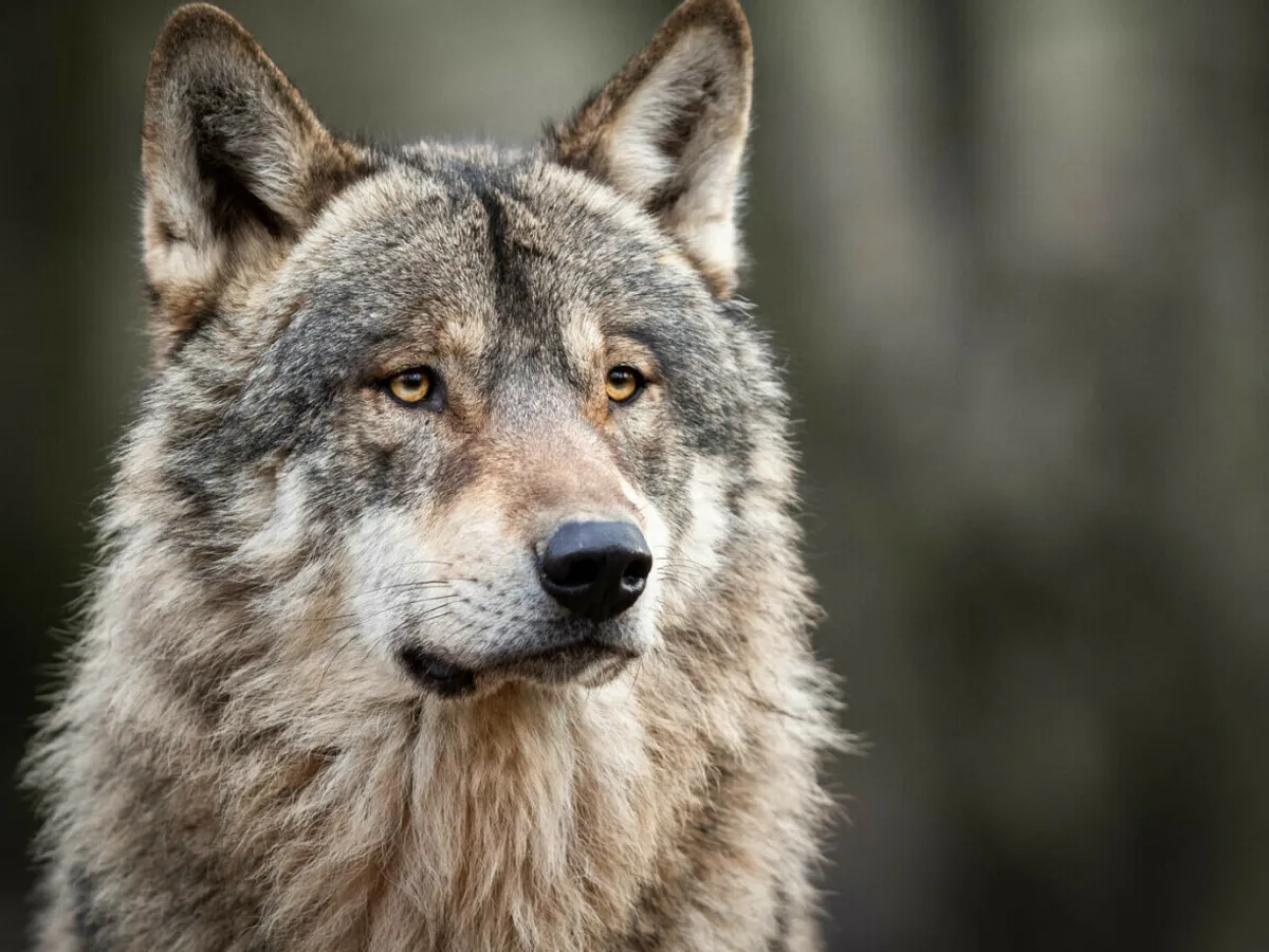 Fetiță de 8 ani, mușcată de un lup alb la zoo. Care a fost motivul? - Foto: Profimedia / imagine cu caracter ilustrativ