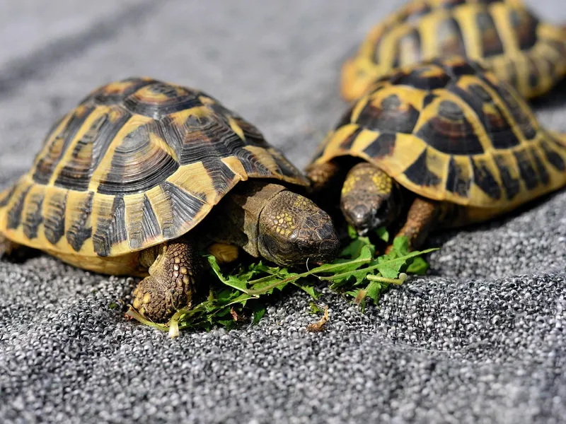 Care a fost prima specie ce a ajuns la Lună