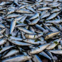 Dezastru ecologic în județul Alba: 40 de tone de pește au murit. Care au fost cauzele - Photo: Oziel Gomez