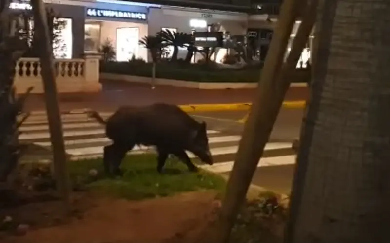 Un porc mistreț la Cannes Foto: captură video