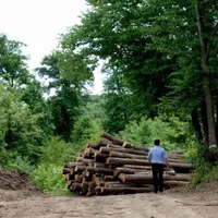 Mister la „Socola”. Pădurea de Paulovnia a dispărut înainte de a fi plantată. Cum a fost posibil - FOTO: ziaruldeiasi.ro