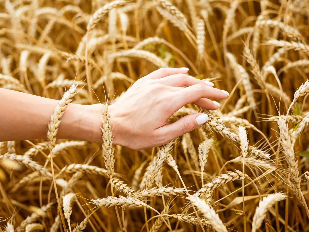 Grâu - Foto: Freepik