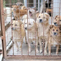 Animale în adăpost- Foto: PEXELS PHOTOS