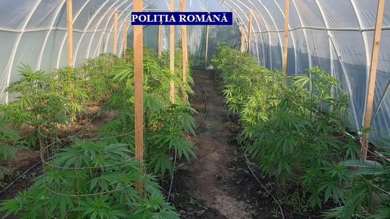 Cultură de marijuana - Foto: Poliția Română