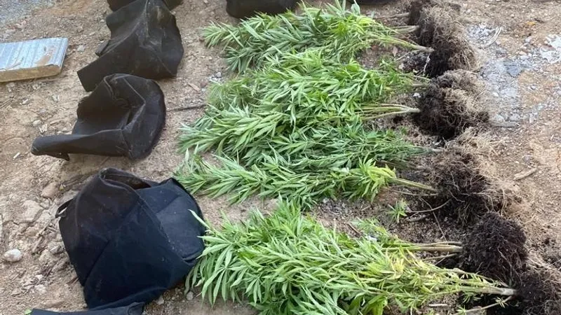 Cultură de cannabis descoperită de DIICOT- Foto: DIICOT