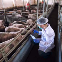 Fermă de porci - Foto: Magnific (rol ilustrativ)