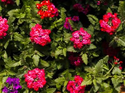 Lantana Foto: Freepik (imagine cu rol ilustrativ)