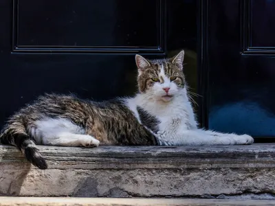 Motanul Larry, în fața intrării în reședința prim-ministrului britanic - Foto: Profimedia