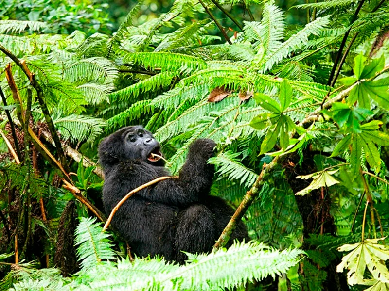 Gorila de munte / Foto: lonelyplanet.com