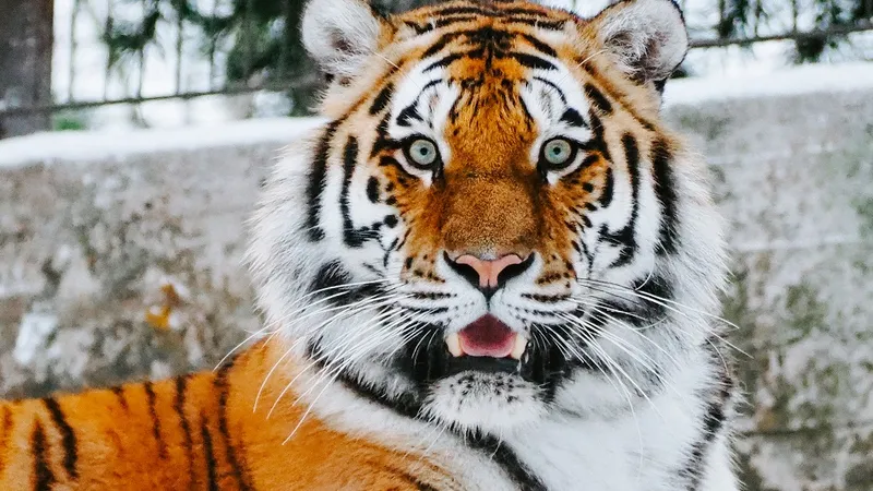Tigrul a atacat un vizitator al grădinii zoologice Foto: Unsplash.com (imagine cu rol ilustrativ)
