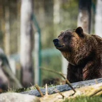 O ursoaică cu trei pui a intrat în casa unei bătrâne din Băile Tuşnad/FOTO: Unsplash