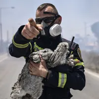 Pompier român care salvează un iepure din incendiile din Grecia - Foto: Profimedia Images