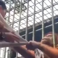 VIDEO Momentul în care un urangutan a prins printre gratii un adolescent care l-a agresat /foto: dailymail