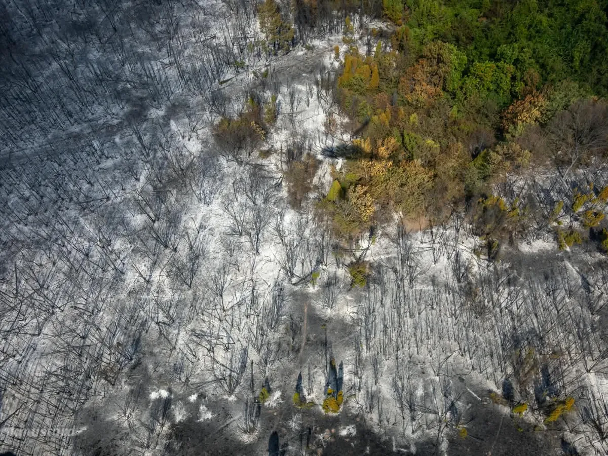 Urmele incendiilor de vegetație din Serbia - Foto: DSU