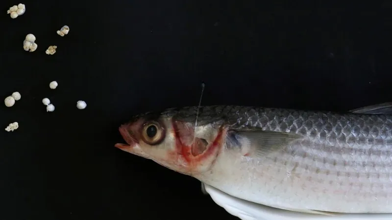 Cercetătorii au descoperit microplastic în ţesutul muscular al peştilor. / Foto: hurriyetdailynews.com