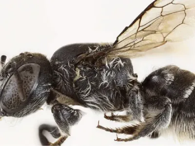 Aliba Lucifer - Foto: BBC