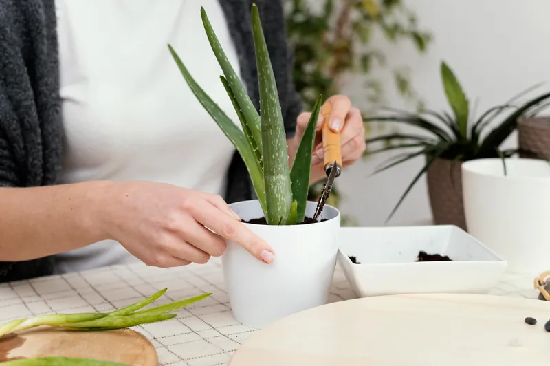 Aloe Vera - Foto: Freepik (Imagine cu rol ilustrativ)