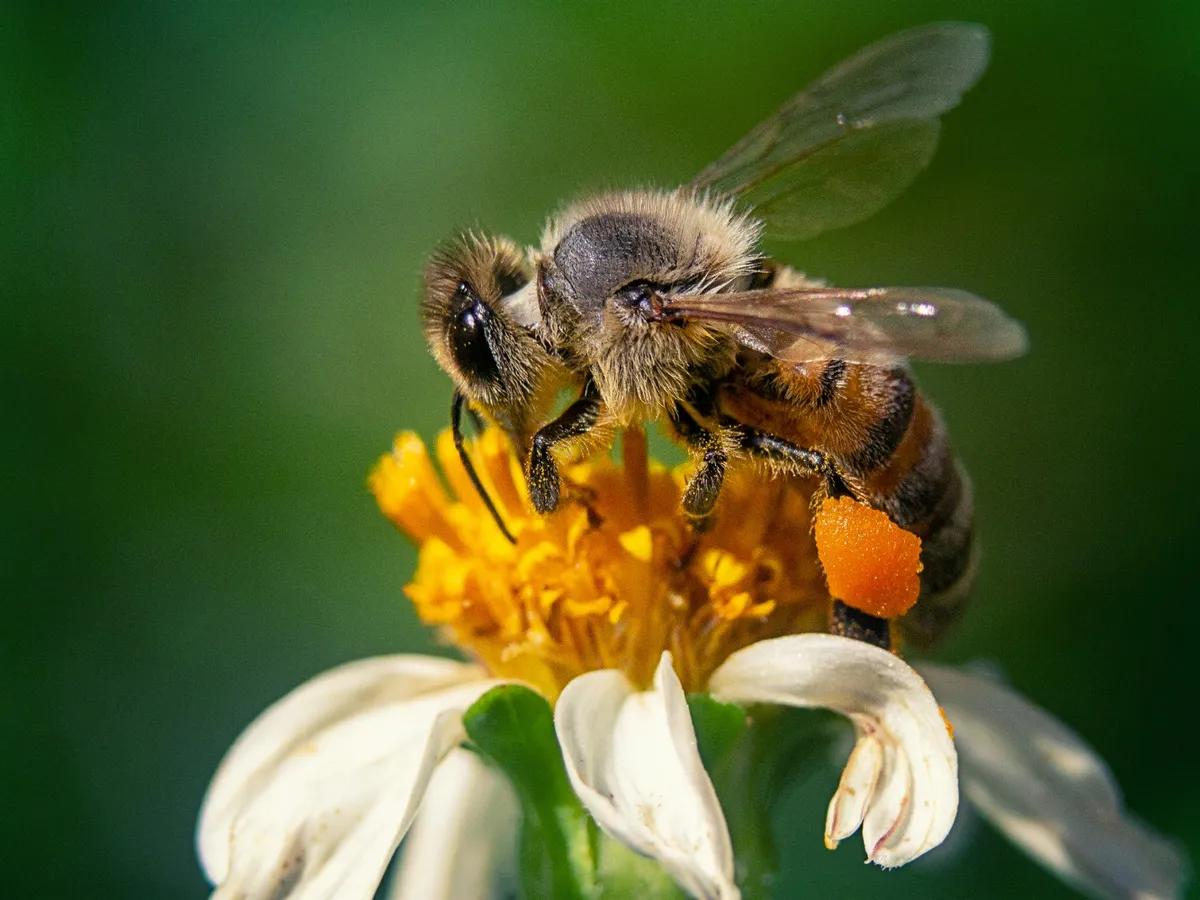 Un truc natural care alungă viespile. Este suficient să ai această plantă pe terasă - nu-i suportă mirosul