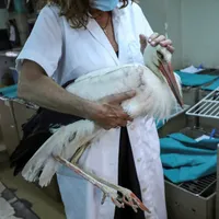 Dezorientate de incendiile de vegetaţie, berzele migratoare mor în timp ce traversează Grecia. / Foto: aljazeera.com