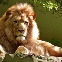 Zeci de animale de la o grădină zoologică din California, vaccinate anti-COVID-19. Foto Pexels.com