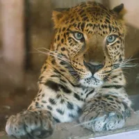 Leopard la Zoo- Foto: FACEBOOK