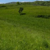 Politica la ţară: primarii şi-au semnat singuri alocări de zeci de hectare pentru familiile lor/FOTO: ziaruldeiasi.ro