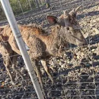 Fotografia cu un cerb subnutrit de la Grădina Zoologică din Timișoara a stârnit un val de proteste. Astăzi, cerbul a murit Foto: tion.ro