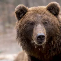 Un vânător din Neamţ, la un pas de o moarte groaznică, în ghearele unui urs, după ce tranchilizantul nu a funcţionat - Foto: Arhivă / imagine cu caracter ilustrativ