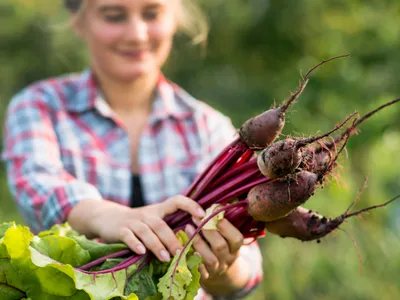 Care sunt cele mai bune date pentru a semăna sfeclă primăvara? Semințele trebuie înmuiate cu 12 ore înainte - Foto: Freepik (Imagine cu rol ilustrativ)