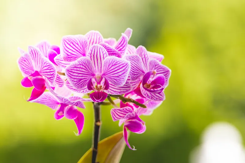 Orhidee Foto: Pexels (imagine cu rol ilustrativ)