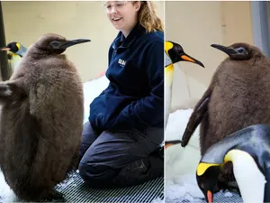 Pufoșenia virală a momentului! Cum a devenit faimos la nivel mondial PESTO, cel mai dolofan pinguin - FOTO: Facebook SEA LIFE Melbourne Aquarium (imagine cu rol ilustrativ)