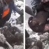 Momentul în care puii au fost scoși din Bârlog/FOTO: Facebook/Casa lui Patrocle - Animal Rescue