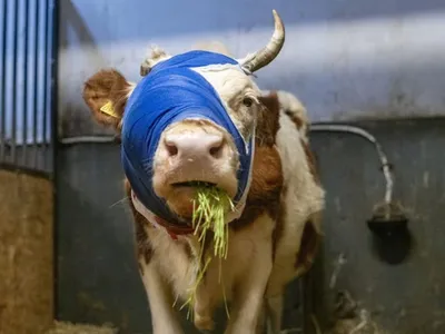 Bumba, o văcuţă ghinionistă, dar totuşi norocoasă - Foto: Facebook/Kola Kariola