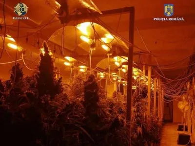Ce a făcut un român în 2 hale din București? A fost prins cu 61 kg de canabis și 131 de plante - Foto: IGPR