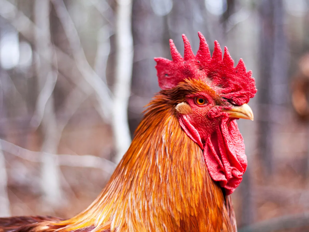 Cocoș - Foto: Freepik (Imagine cu rol ilustrativ)