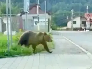 Copil rănit la mână în timp ce încerca să hrănească un urs la barajul Vidraru. În ce stare este? - Foto: ProTv / imagine rol ilustrativ