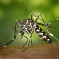 Au apărut noi specii de țânțari și sunt la granița cu România. Înțepătura lor poate produce epidemii Foto: Pexels (fotografie cu caracter ilustrativ)