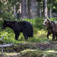 Marea minciună din cazul ursului Arthur: ministrul nu putea da derogare pentru ursoaică cu pui. Foto WWF