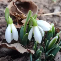 Au înflorit ghioceii, la începutul lunii februarie, vremea a luat-o razna - Foto: Facebook/Luminița Scarlat