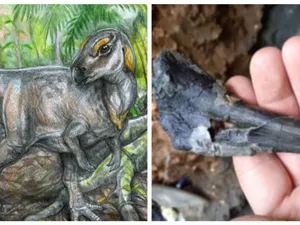 Fosile de dinozaur unice în lume, descoperite în Țara Hațegului. Oasele găsite au milioane de ani - Foto: Colaj/ Imagine cu caracter ilustrativ