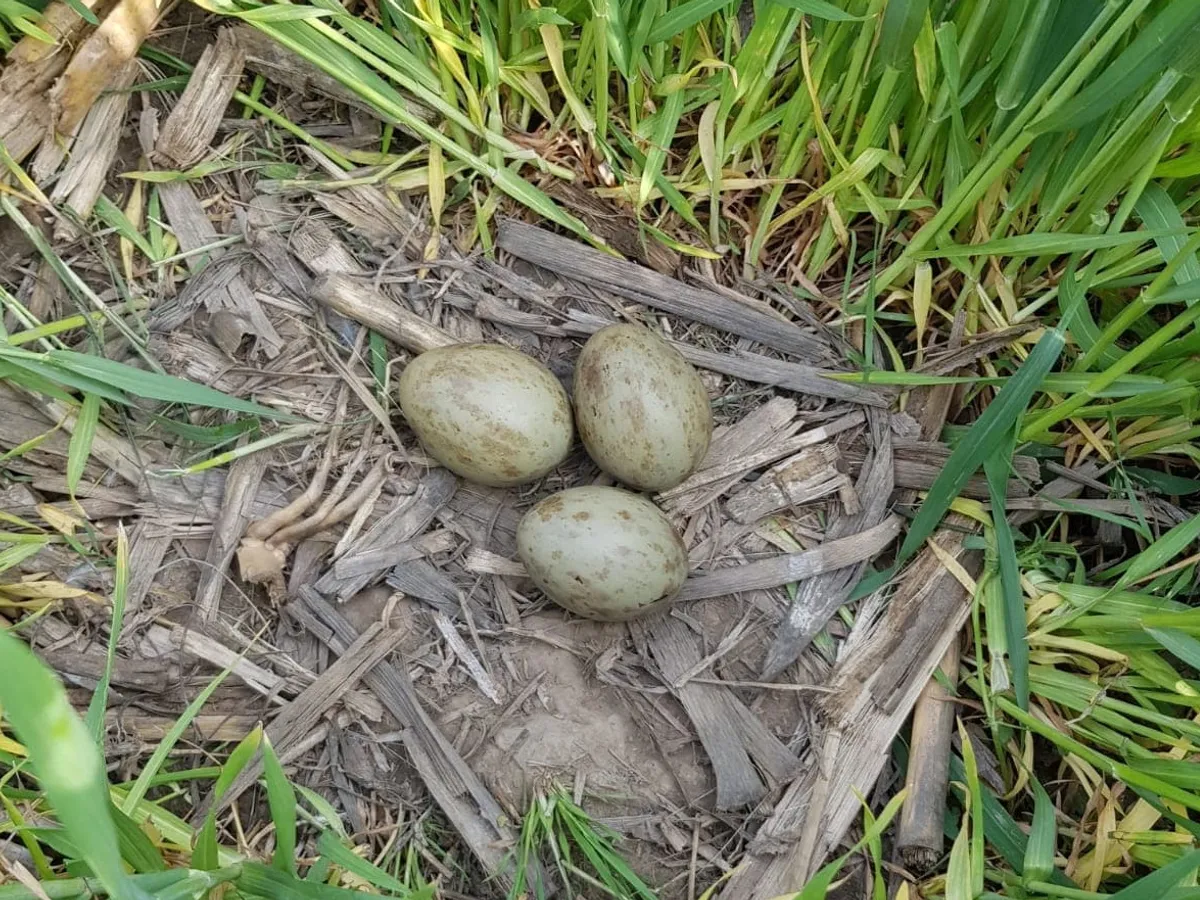 Foto: Asociația Grupul Milvus