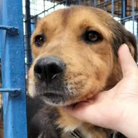 Un bărbat a fost reținut după ce a bătut crunt câinele vecinului. Ce a făcut animalul de l-a enervat - Foto: Asociatie animale / imagine cu caracter ilustrativ