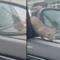 Un șofer s-a trezit cu un șobolan pe capotă. / Foto: captură video