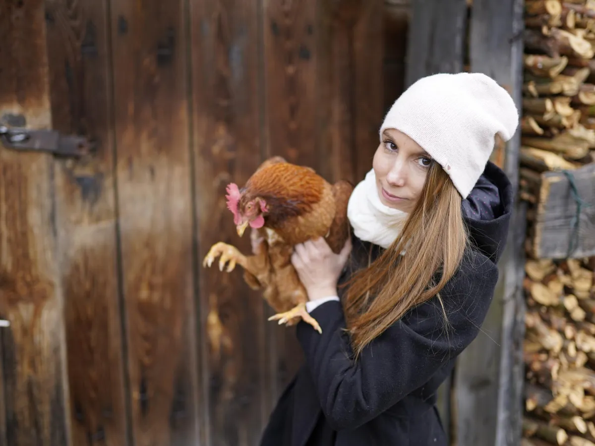 Cum să îngrijești păsările de curte în sezonul rece. Au nevoie de lumină dimineața pentru a depune ouă