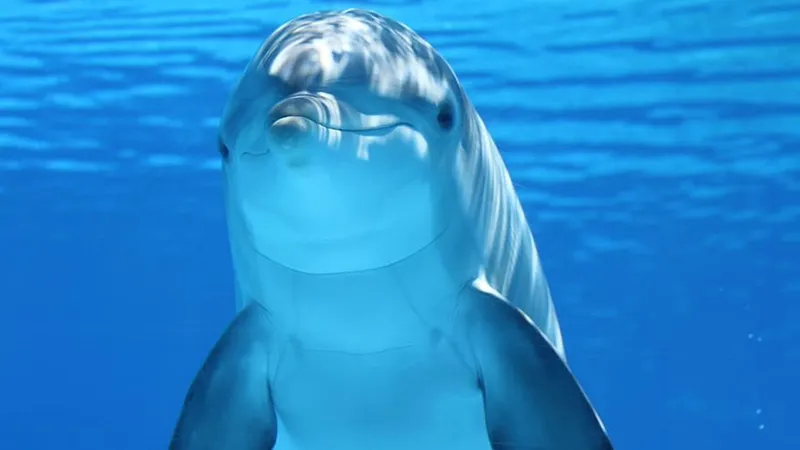 Rusia folosește delfini pentru a proteja baza flotei ruse - Foto: Wallpaper Flare