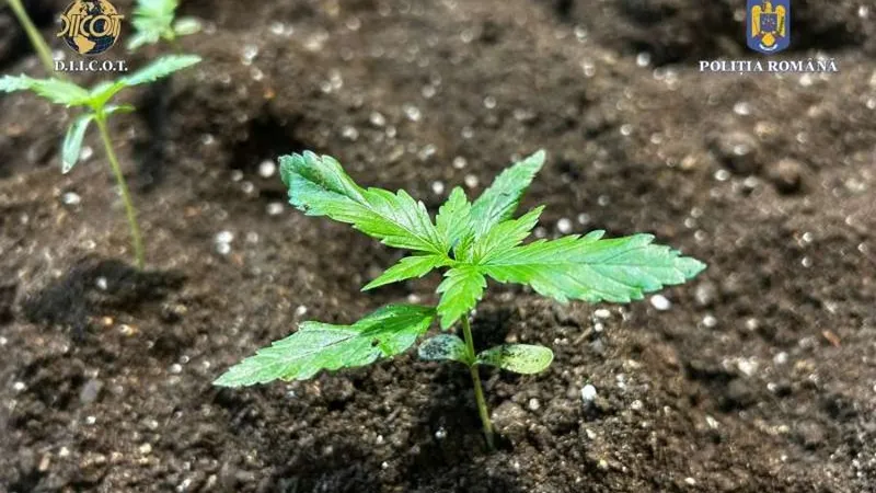 Cultură de cannabis - Foto: Poliția Română